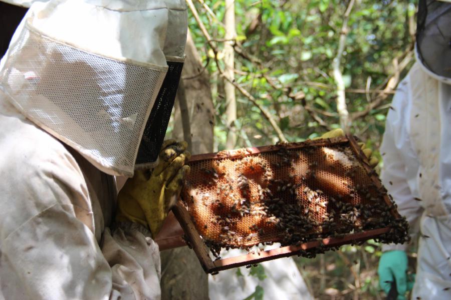 Apicultores de Viana participam de curso para melhoramento da abelha Rainha em Minas Gerais