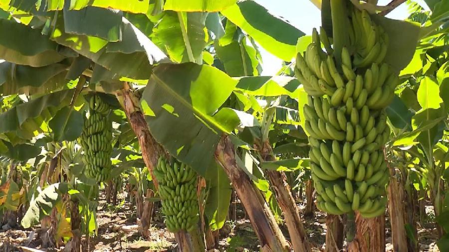 Famílias do assentamento Santa Clara recebem mudas de banana