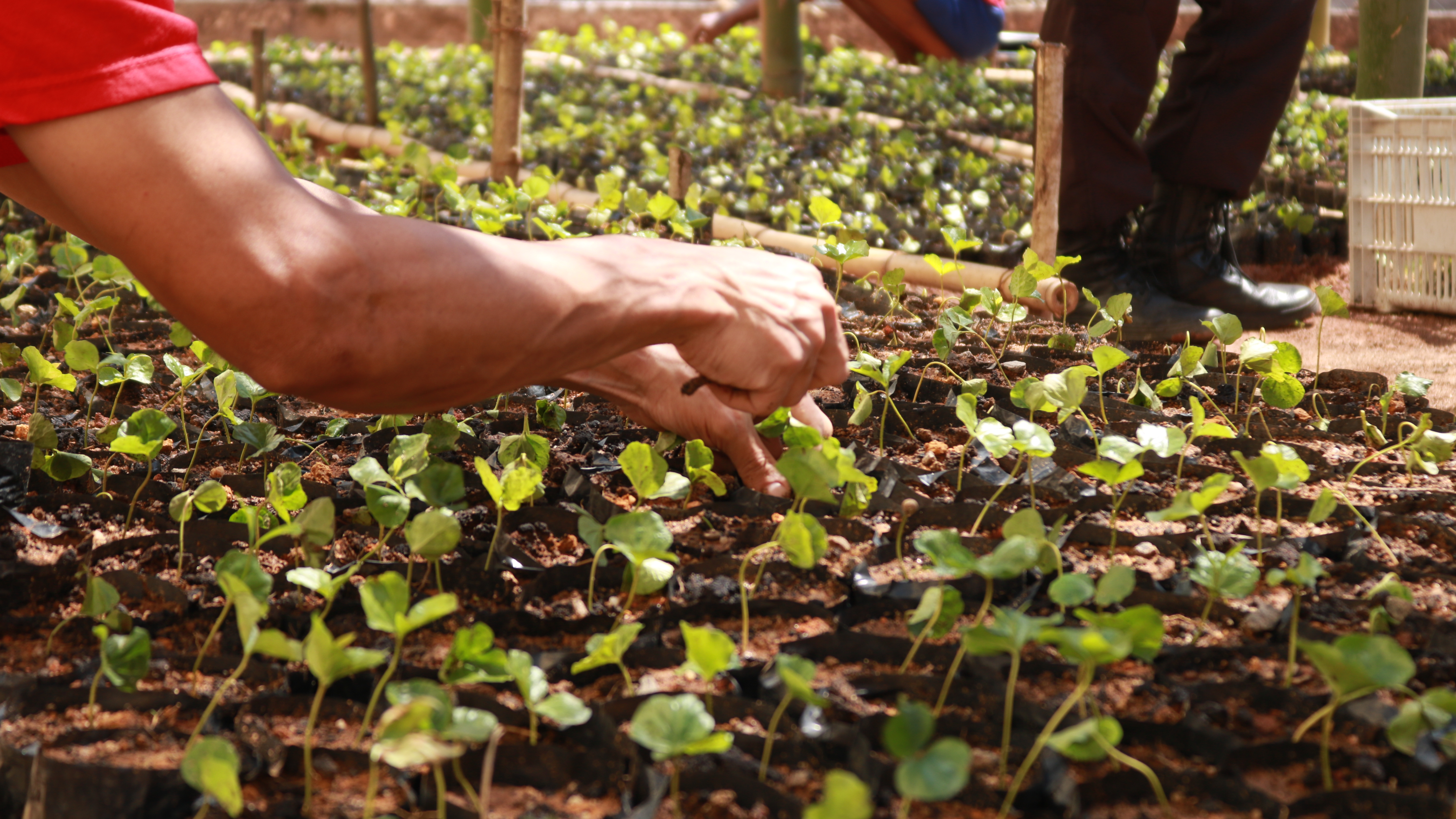 Produtores rurais vão cultivar café Conilon com mudas produzidas em unidade prisional de Viana