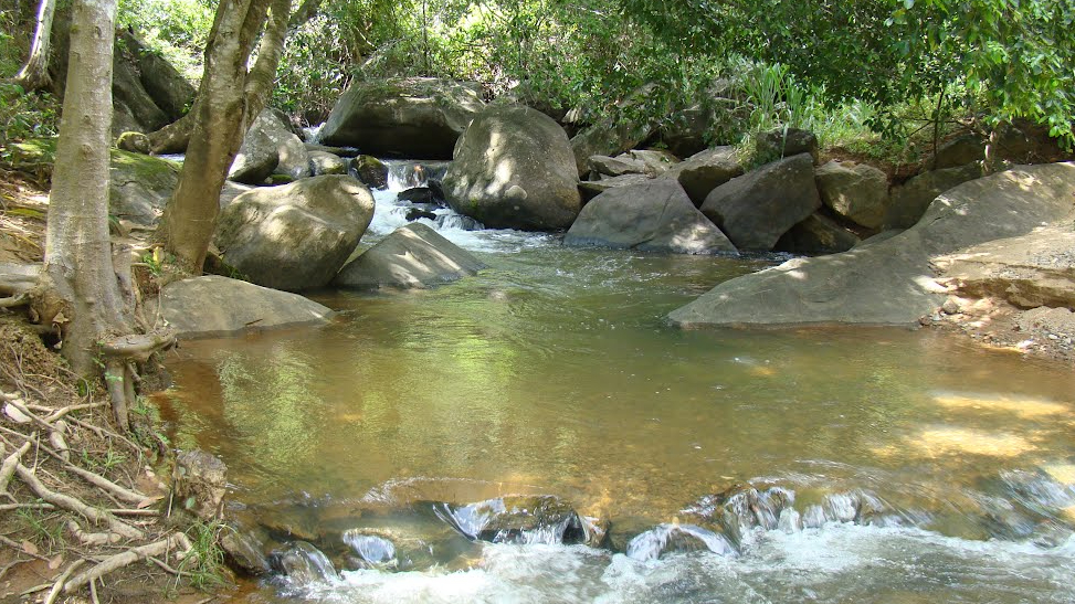 Dia Nacional dos Rios: Reflorestar Viana faz trabalho para preservar rios do município