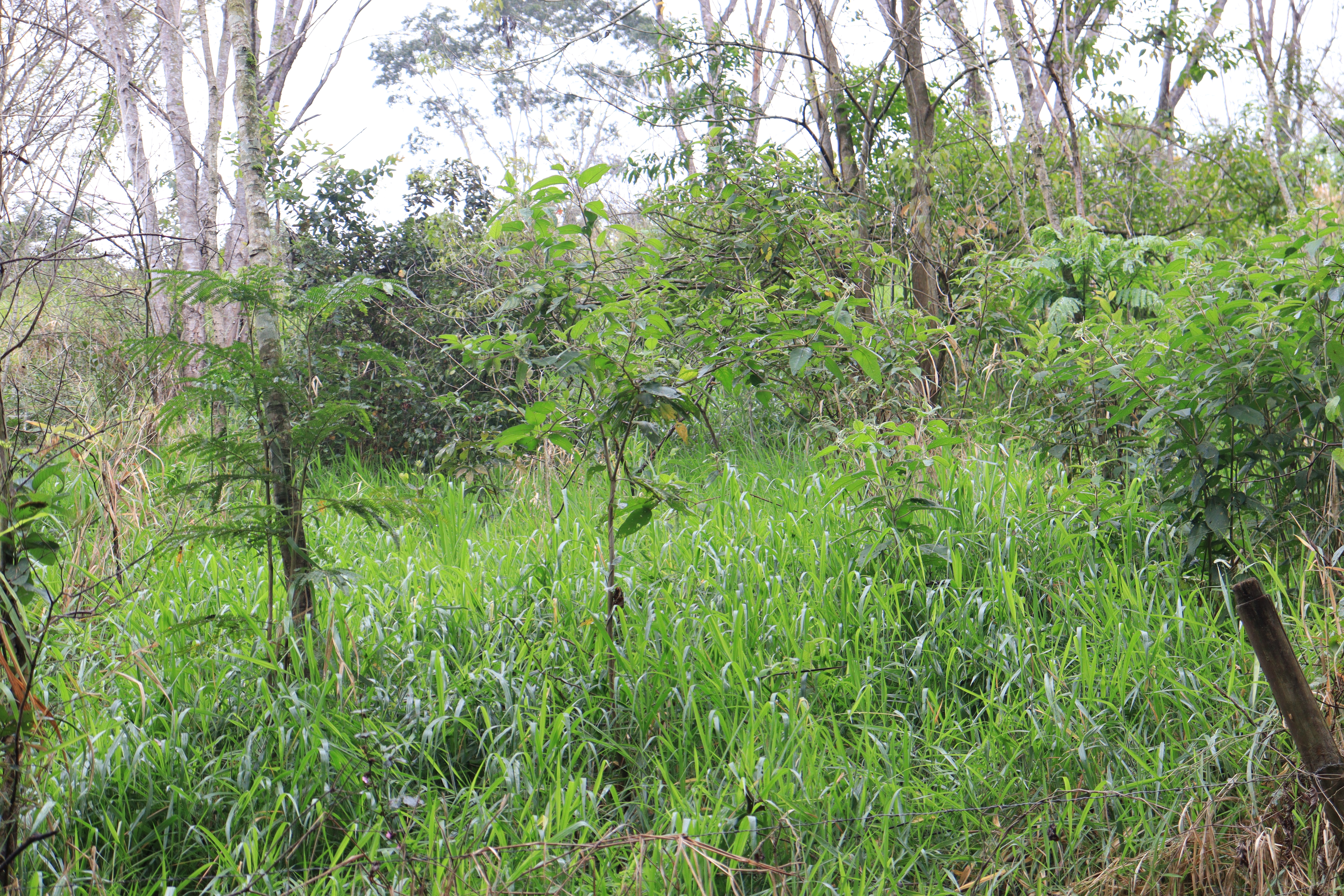 Foto: Victor Andrade