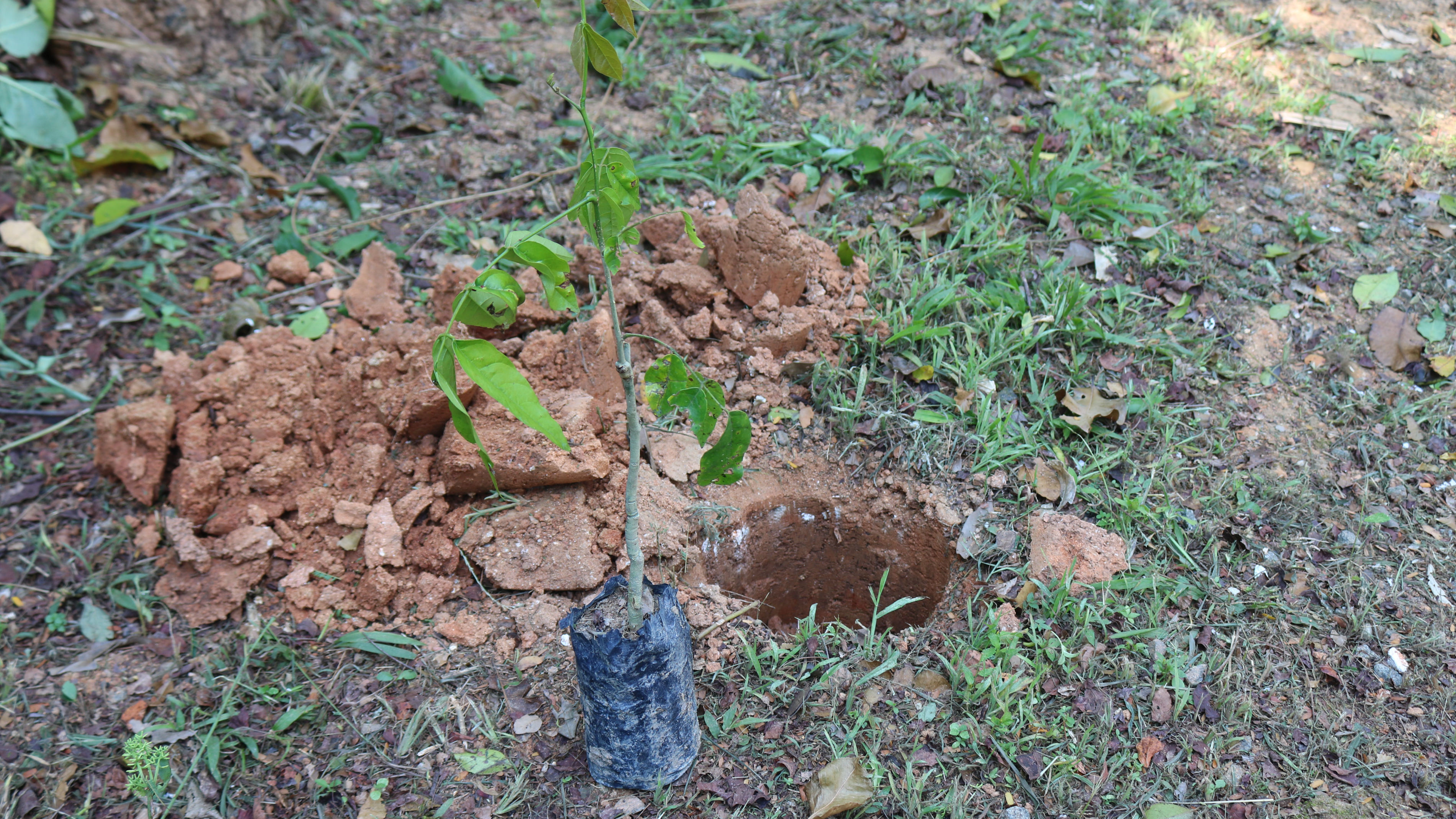 Reflorestar Viana inicia cadastramento de propriedades rurais para recuperação de mata ciliar