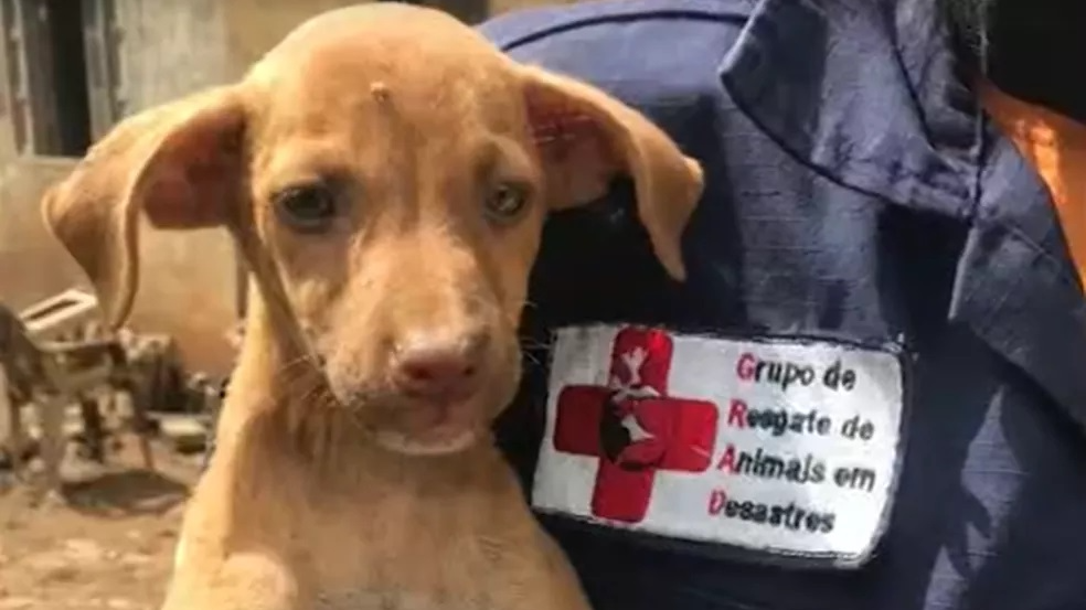 É o Bicho! Grupo voluntário atua no resgate de animais em risco em Viana