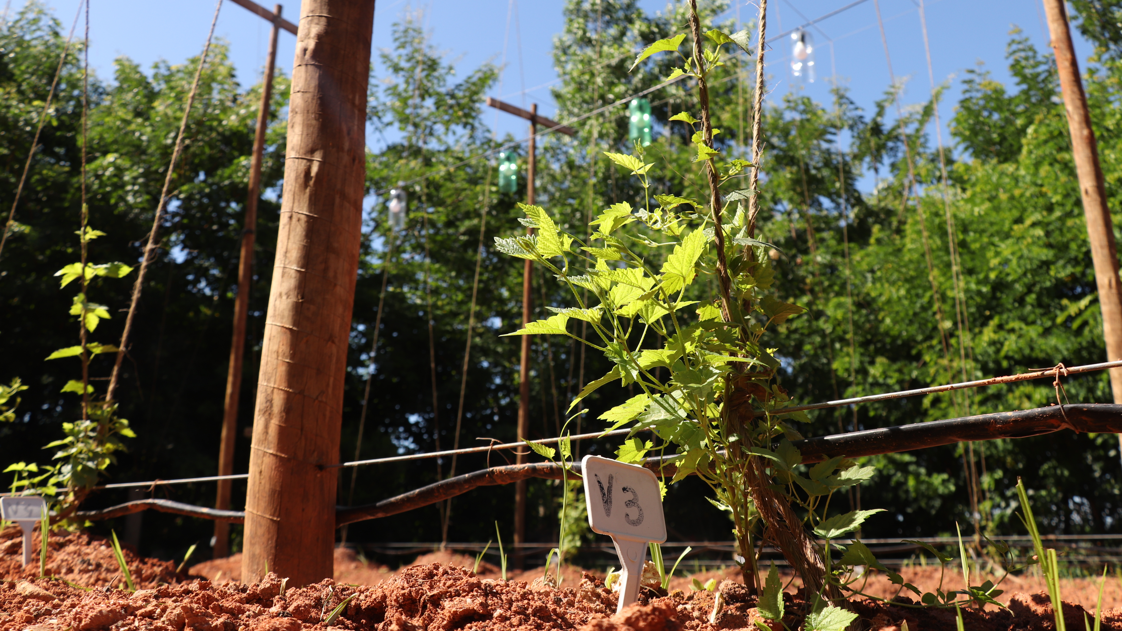 Fotos: Victor de Andrade